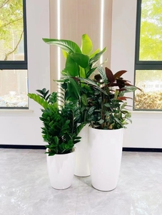 专业花木出租，点亮宁波奉化的多彩世界